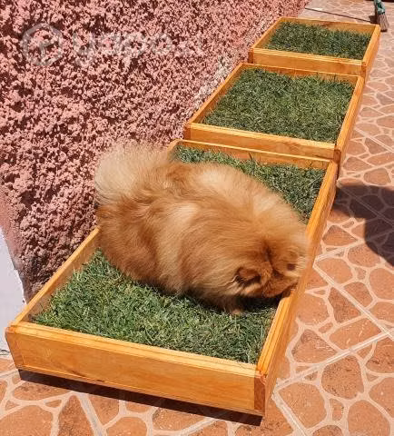 Baño para mascotas de Pasto Natural
