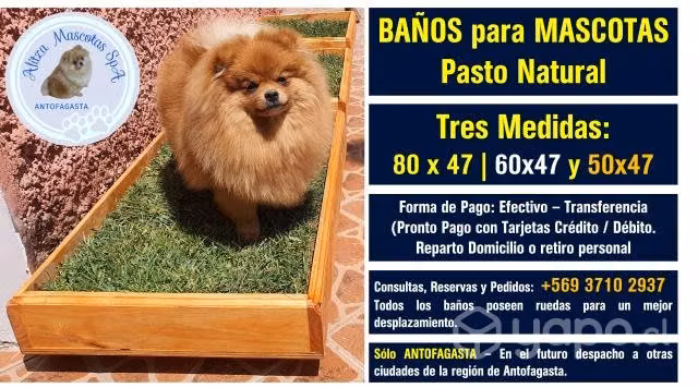 Baño para mascotas de Pasto Natural