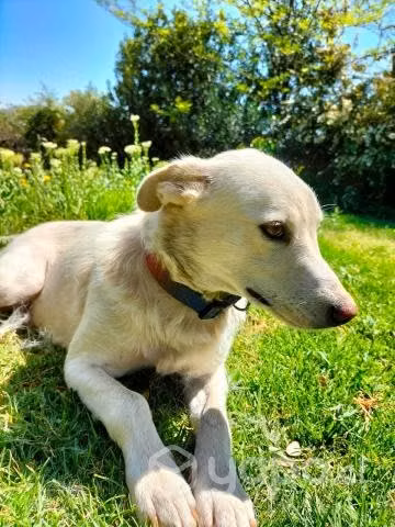 Perritos abandonados en adopción