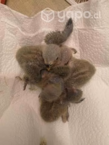 pichones para empapillar