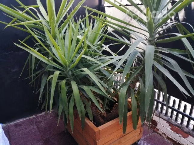 Planta hogar decoración jardin palo de agua - Imagen 2