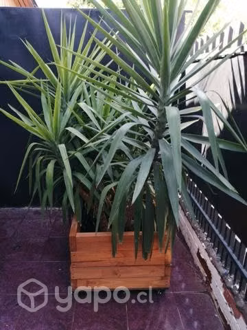 Planta hogar decoración jardin palo de agua - Imagen 3