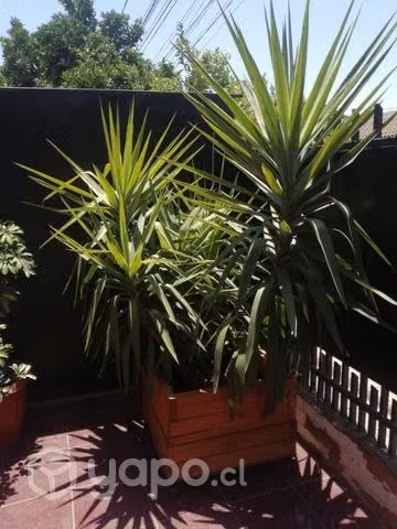 Planta hogar decoración jardin palo de agua - Imagen 4