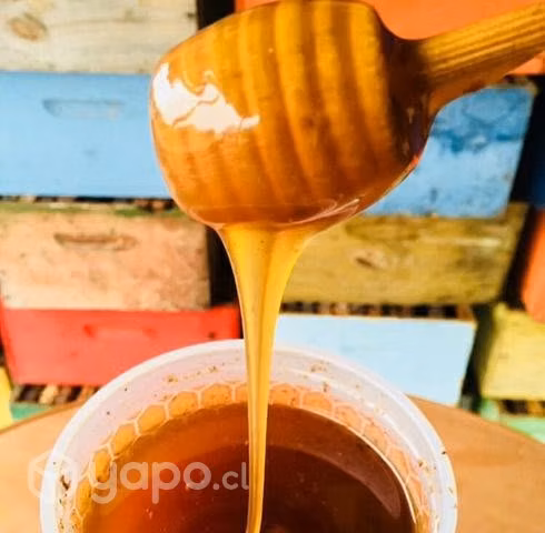 Miel 100% pura traída desde zona precordillerana