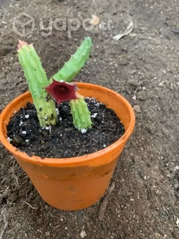 Cactus