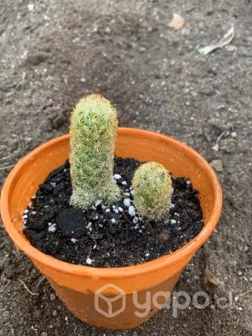 Cactus