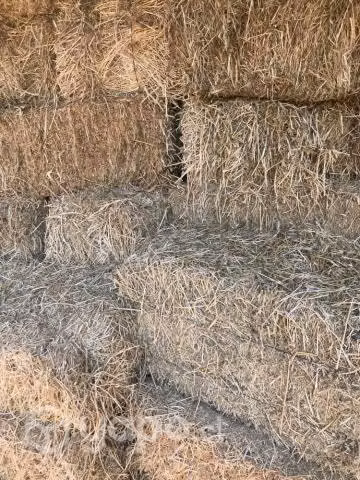 Fardos de AVENA