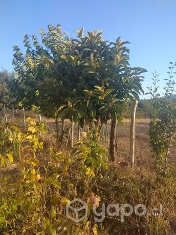 Hermosa parcela, árboles frutales y nativos - Imagen 2