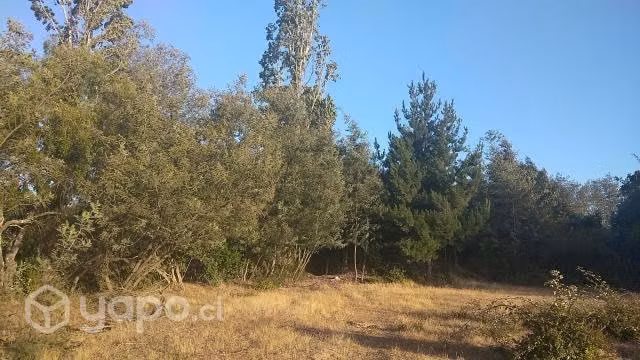 Hermosa parcela, árboles frutales y nativos - Imagen 5