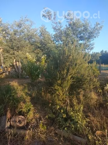 Hermosa parcela, árboles frutales y nativos