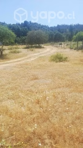 Hermosa parcela, árboles frutales y nativos - Imagen 13