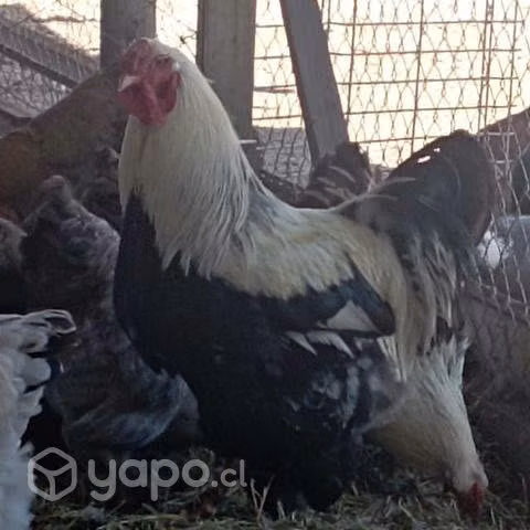 Huevos gallinas brahamas - Imagen 2