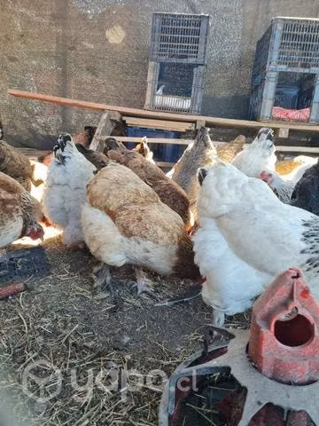 Huevos gallinas brahamas - Imagen 5