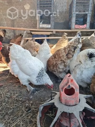 Huevos gallinas brahamas - Imagen 4