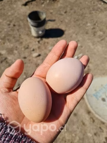 Huevos gallinas brahamas - Imagen 3