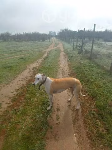 Galga en adopcion - Imagen 2