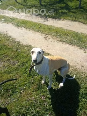 Galga en adopcion