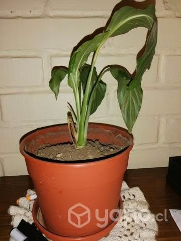 Planta hermosas