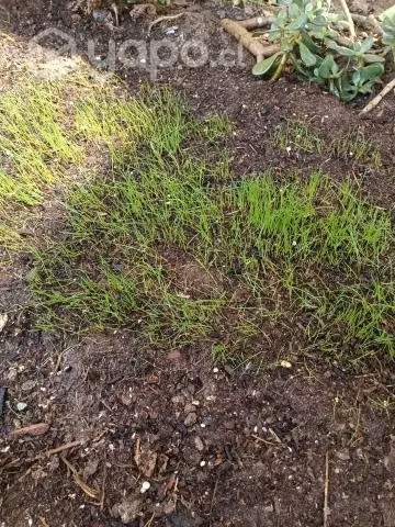 Compost casero