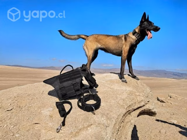 Arnes para perro (tactico)- Collar/Correa tactico