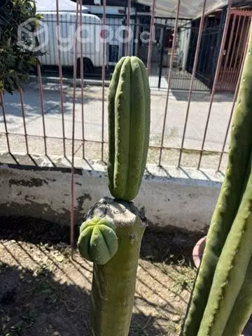 cactus - Imagen 6