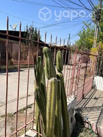 cactus - Imagen 4