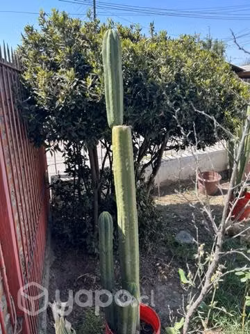 cactus - Imagen 5