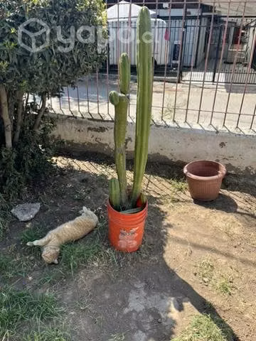cactus - Imagen 3