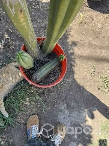 cactus - Imagen 2