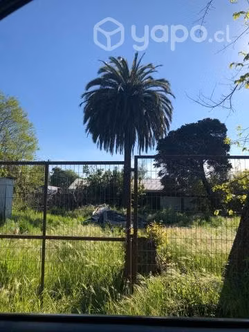 Regalo palmera