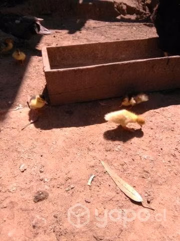 Patitos - Imagen 3