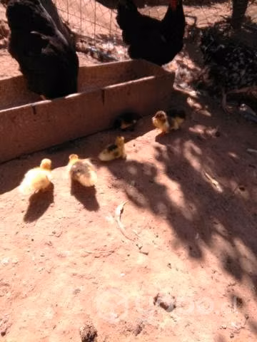 Patitos - Imagen 2