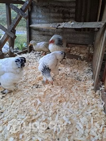 gallina disponibles
