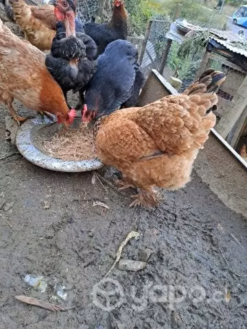 gallina disponibles
