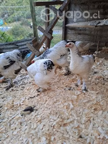 gallina disponibles