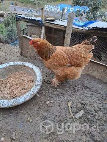 gallina disponibles
