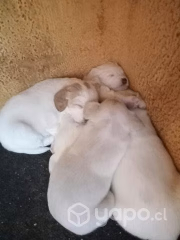 Lindos perritos en adopcion - Imagen 3