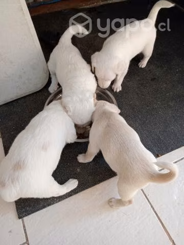 Lindos perritos en adopcion - Imagen 2