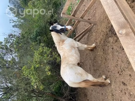 Caballos muy mansos - Imagen 2