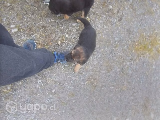 Se regalan perritos mezcla con pastor alemán despa