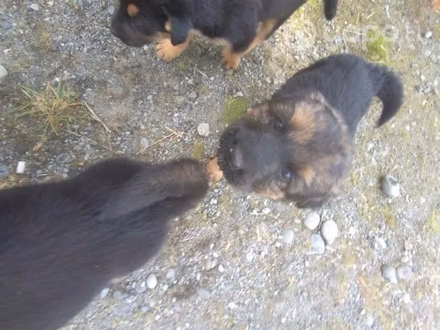 Se regalan perritos mezcla con pastor alemán despa