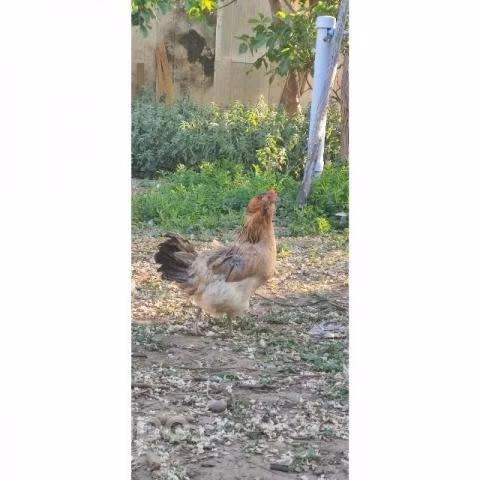 Gallinas tojudas - Imagen 2
