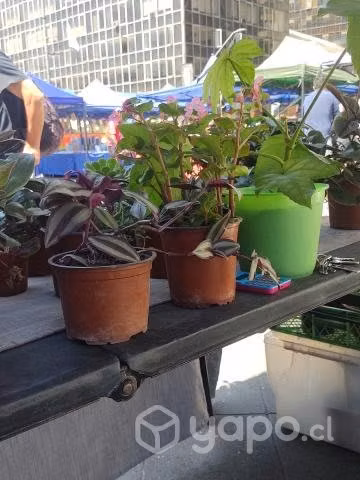 Vivero Artemisa ,plantas ,maceteros y sustrato - Imagen 3