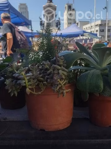 Vivero Artemisa ,plantas ,maceteros y sustrato - Imagen 2