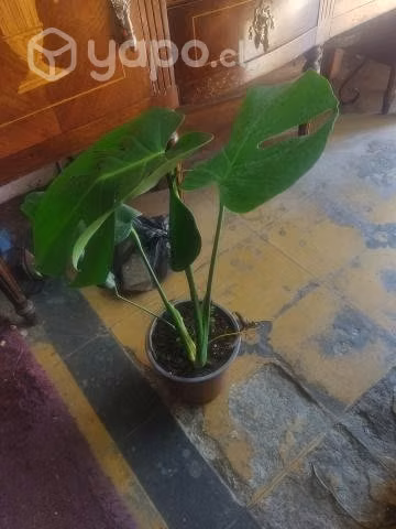 Vivero Artemisa ,plantas ,maceteros y sustrato - Imagen 6