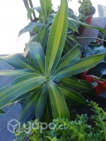 Vivero Artemisa ,plantas ,maceteros y sustrato - Imagen 5