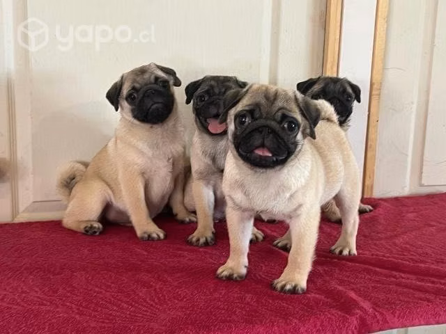 Cachorros Pug espectaculares