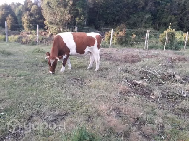Novillo de 5 años