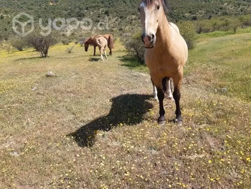 Caballo inscrito