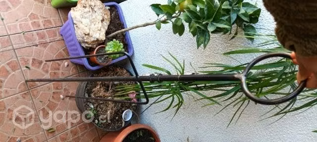 Spiedo para asados